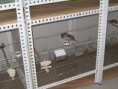 /album/galeria-de-fotos%3a-tentilh%c3%a3o-mont%c3%aas/img-2472-jpg/